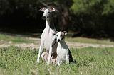WHIPPET 087